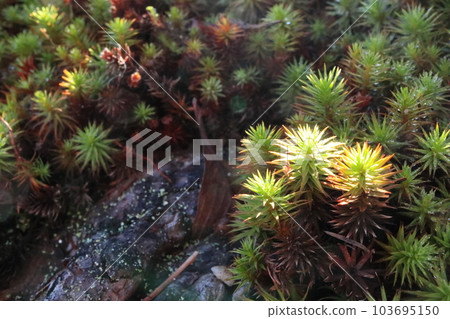 陽光照射的苔蘚 陽光照射的苔蘚 103695150
