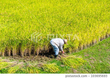 A person who harvests golden rice A person who harvests golden rice 103695693