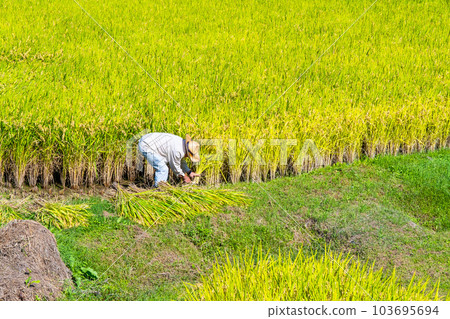 A person who harvests golden rice 103695694