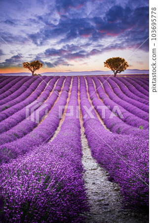 Valensole, Provence. Endless rows of fragrant purple blooms in France. 103695778