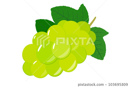 Delicious and beautiful yellow-green muscat and grape vector illustration material_summer fruits, food, fruits Delicious and beautiful yellow-green muscat and grape vector illustration material_summer fruits, food, fruits 103695809