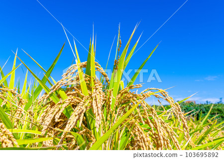 Golden ripe rice 103695892