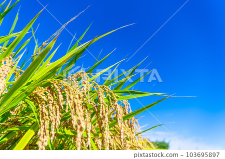 Golden ripe rice Golden ripe rice 103695897