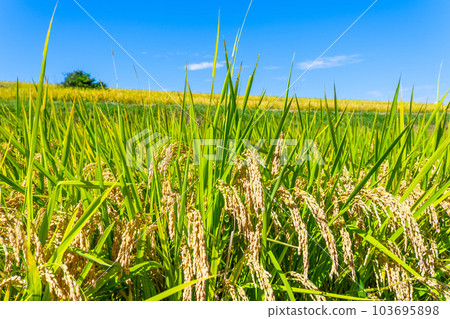 Golden ripe rice 103695898