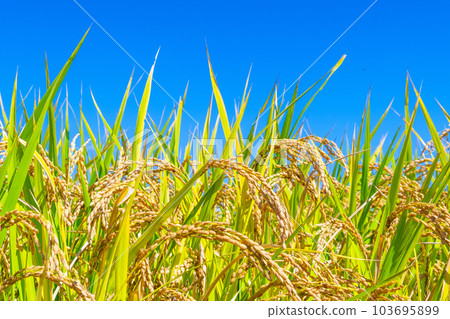 Golden ripe rice 103695899