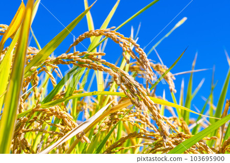 Golden ripe rice 103695900