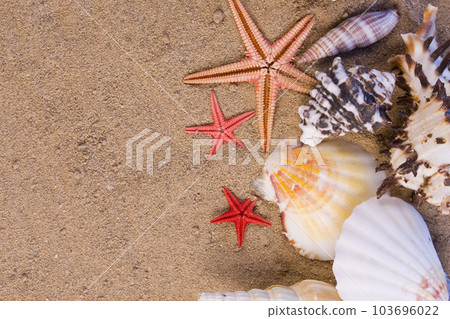 starfish, seashells 103696022