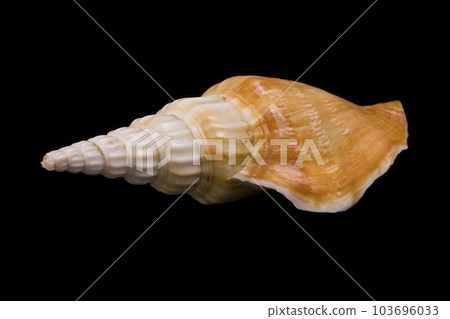 seashell 103696033