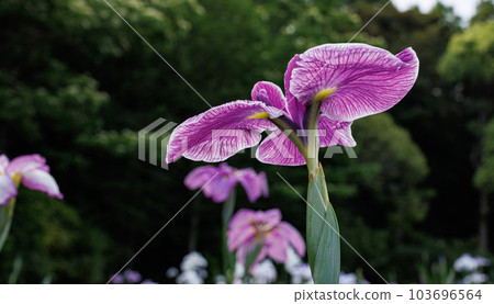 Ise Grand Shrine Geku Magatama Pond Hanashobu Ise Grand Shrine Geku Magatama Pond Hanashobu 103696564