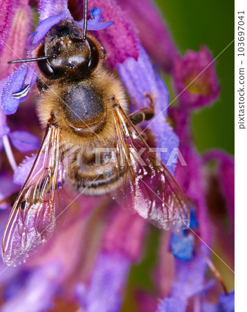 Closeup, bee on flower and collecting pollen in spring or isolated insect, purple plant and sustainable growth in nature. Bees, summer color and pollinating natural plants for environment in macro Closeup, bee on flower and collecting pollen in spring or isolated insect, purple plant and sustainable growth in nature. Bees, summer color and pollinating natural plants for environment in macro 103697041