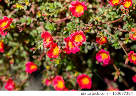 Portulaca oleracea L 103697394