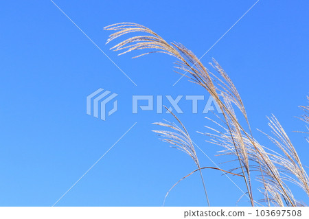 晴朗的天空和天空 103697508