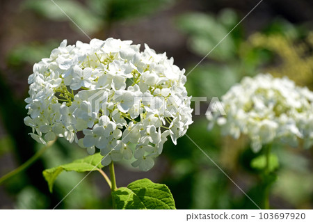 Hydrangea (hydrangea) Hydrangea (hydrangea) 103697920