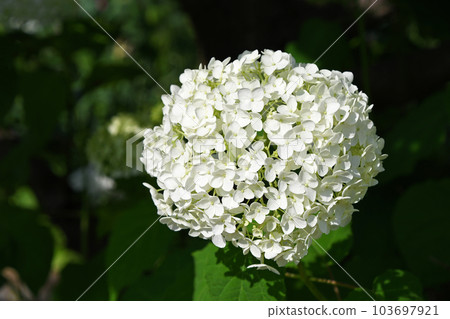 Hydrangea (hydrangea) 103697921