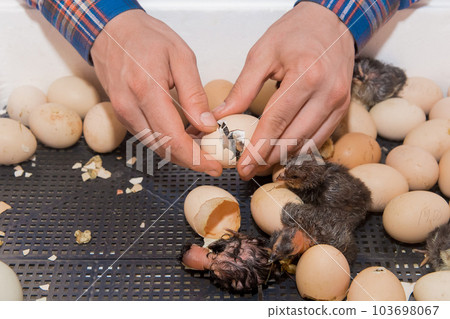 Farmer's hands close-up helping to hatch a chick chicken bird from a hatching egg incubator Farmer's hands close-up helping to hatch a chick chicken bird from a hatching egg incubator 103698067