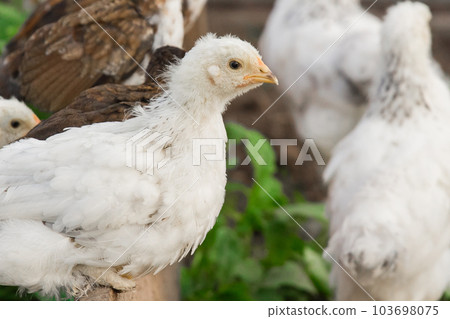 White brama Colombian chickens against the background of green leaves, close-up White brama Colombian chickens against the background of green leaves, close-up 103698075