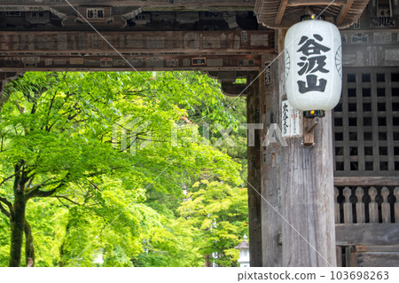 櫻花 櫻花 103698263