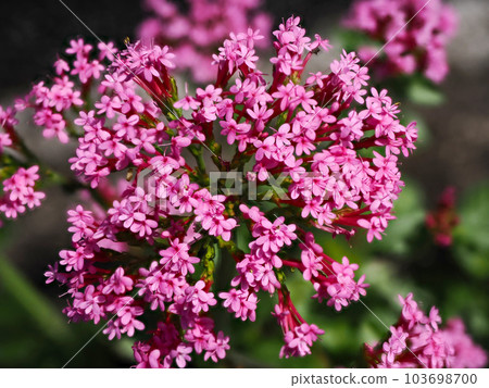 Landscape with red valerian 103698700