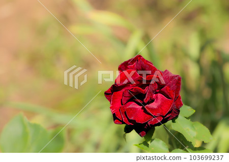 治愈許多人心中的七彩玫瑰 治愈許多人心中的七彩玫瑰 103699237