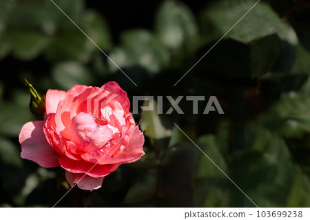 治愈許多人心中的七彩玫瑰 治愈許多人心中的七彩玫瑰 103699238