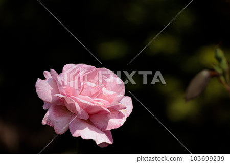 治愈許多人心中的七彩玫瑰 治愈許多人心中的七彩玫瑰 103699239