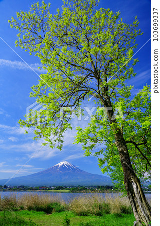 Fresh green pseudoacacia and Mt.Fuji from Lake Kawaguchi Fresh green pseudoacacia and Mt.Fuji from Lake Kawaguchi 103699337