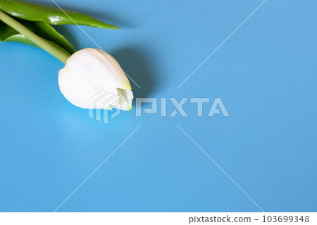 淡藍色背景上的白色鬱金香 103699348