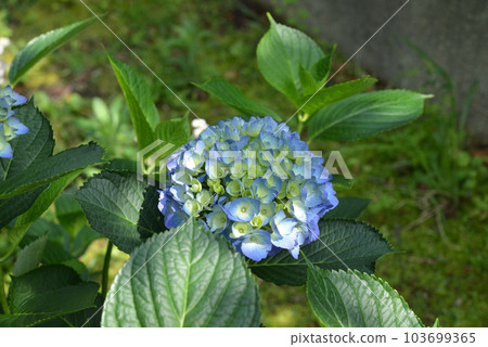hydrangea   103699365