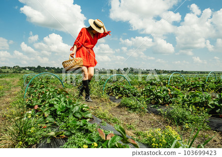 Beautiful Woman in red Dress gathering Strawberry at the farm 103699423