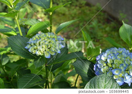 A hydrangea 103699445
