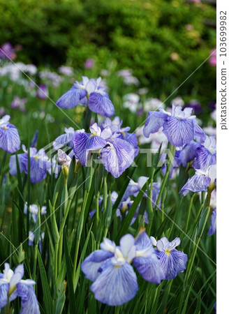 藍色鳶尾花盛開的景色(染谷鳶尾園) 藍色鳶尾花盛開的景色(染谷鳶尾園) 103699982