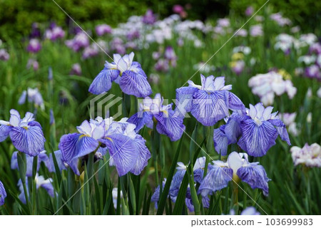 藍色鳶尾花盛開的景色(染谷鳶尾園) 藍色鳶尾花盛開的景色(染谷鳶尾園) 103699983