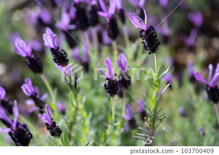 French lavender with impressive purple petals and greenery 103700409