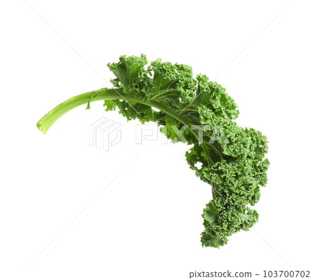 Fresh green kale leaf isolated on white 103700702