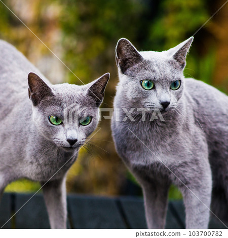 British Shorthair blue cat lying and sitting on wooden table in green garden. British Shorthair blue cat lying and sitting on wooden table in green garden. 103700782