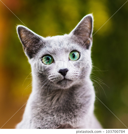 British Shorthair blue cat lying and sitting on wooden table in green garden. 103700784