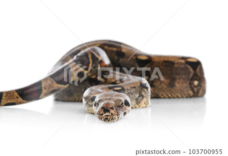 Brown boa constrictor on white background. Exotic snake Brown boa constrictor on white background. Exotic snake 103700955