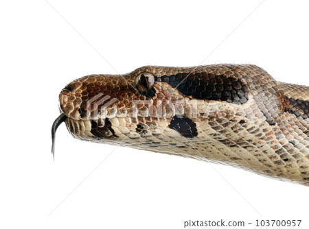 Brown boa constrictor on white background, closeup 103700957
