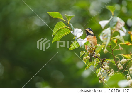 Varied tit perched on a styrax 103701107