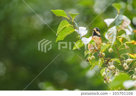 Varied tit perched on a styrax 103701108