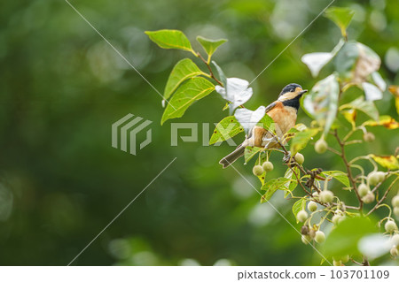 棲息在蘇合香上的各種山雀 棲息在蘇合香上的各種山雀 103701109