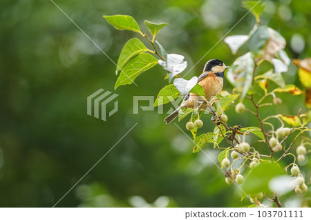 Varied tit perched on a styrax 103701111