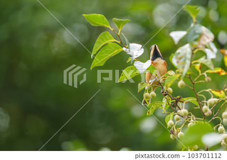 Varied tit perched on a styrax 103701112
