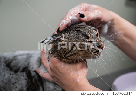 Woman shampooing a tabby gray cat in a grooming salon. Woman shampooing a tabby gray cat in a grooming salon. 103701314