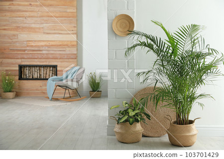Houseplants in wicker pots on floor indoors. Interior design 103701429