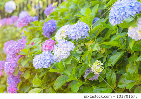 Hydrangea from Asukayama Park 103701673
