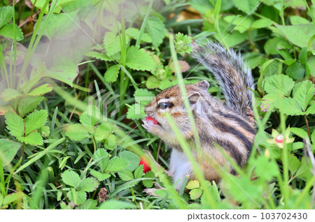 cute chipmunk eating wild strawberry cute chipmunk eating wild strawberry 103702430