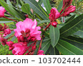 bright red flowers 103702444