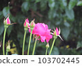 Red Rose Flower 103702445