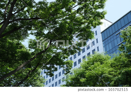 仙台新綠中一排排櫸樹的風景 仙台新綠中一排排櫸樹的風景 103702515